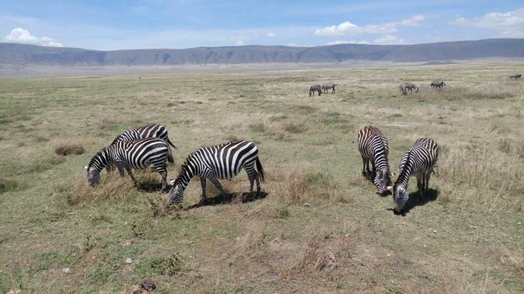 zebras eating grass